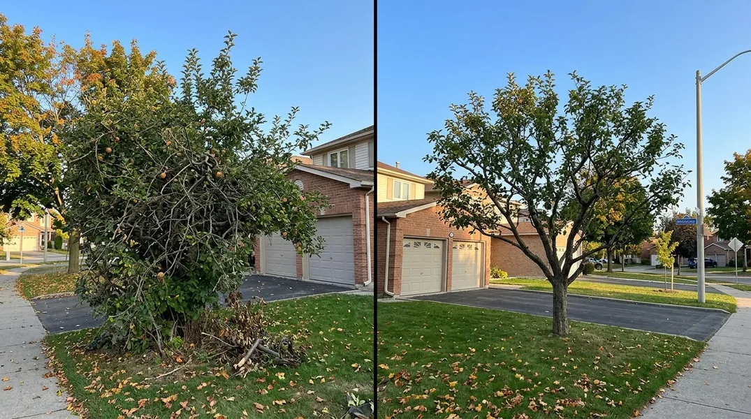 Emerald Ash Borer in Mississauga: What It Took, and What Is Going Back In