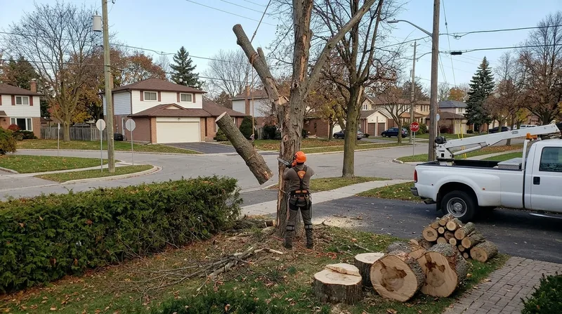 Ash Tree Removal Mississauga